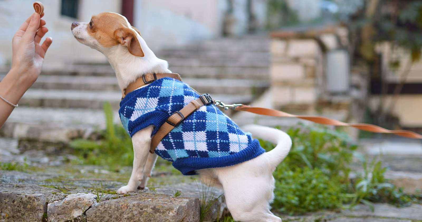 A small dog in a knitted sweater looking up at a hand holding a training treat